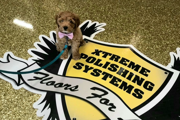 Cute dog on gold glitter epoxy floor