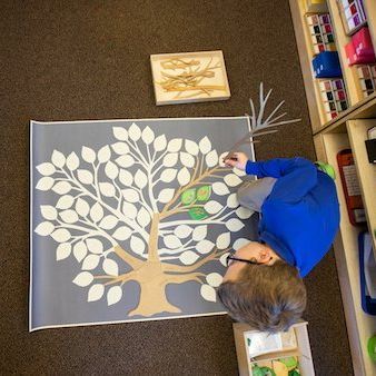 Child working with the Montessori tree of life material