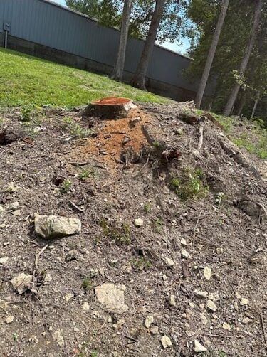 A tree stump is sitting on top of a dirt hill.