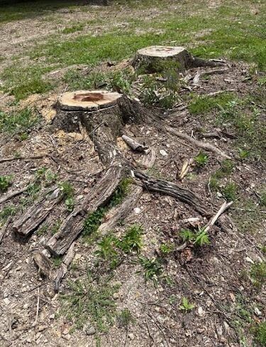 A tree stump is sitting in the middle of a grassy field.