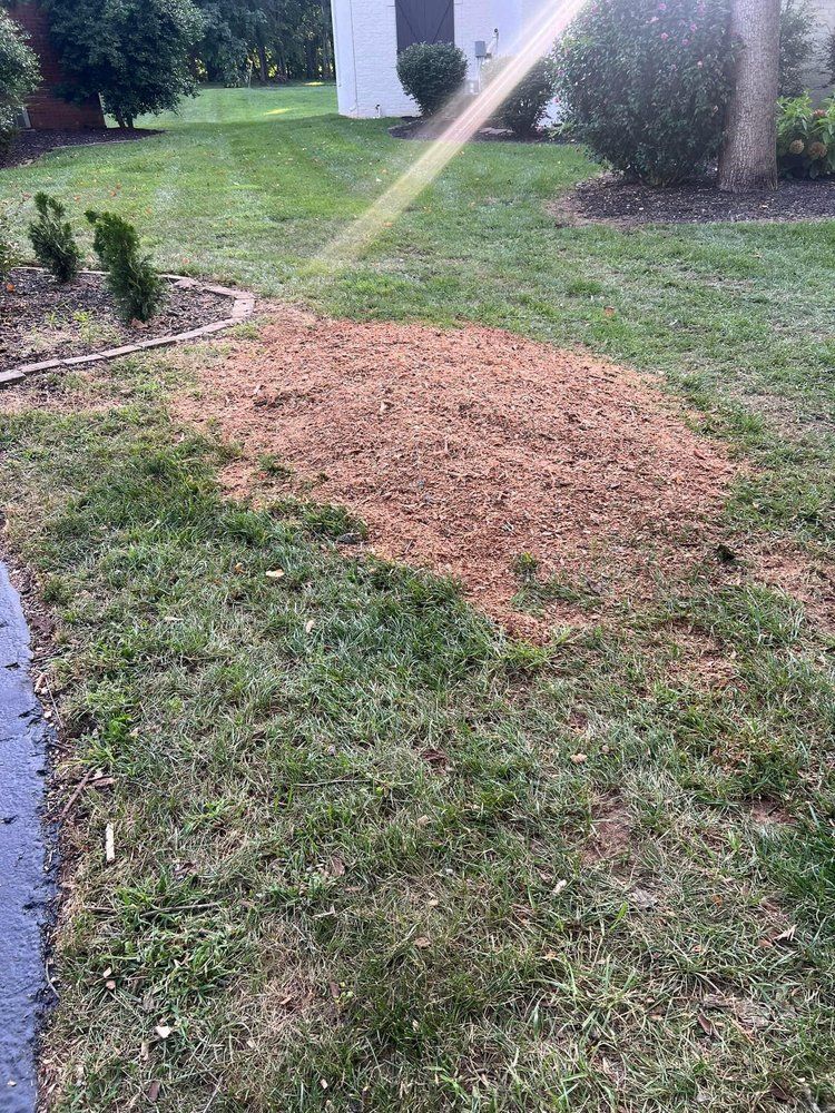 A person is spraying water on a lush green lawn.