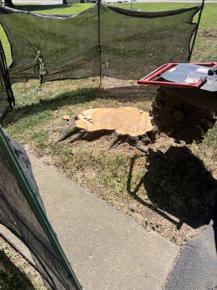 A large tree stump is sitting in the grass next to a sidewalk.
