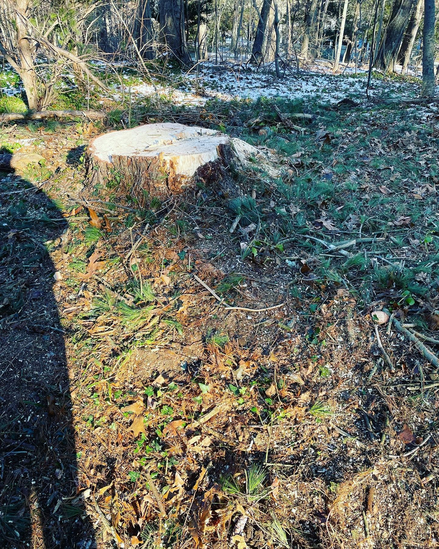 A large tree stump is sitting in the middle of a forest.