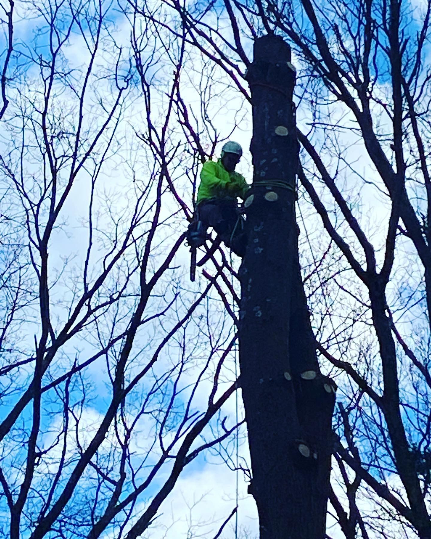 A man is sitting on top of a tree without leaves.