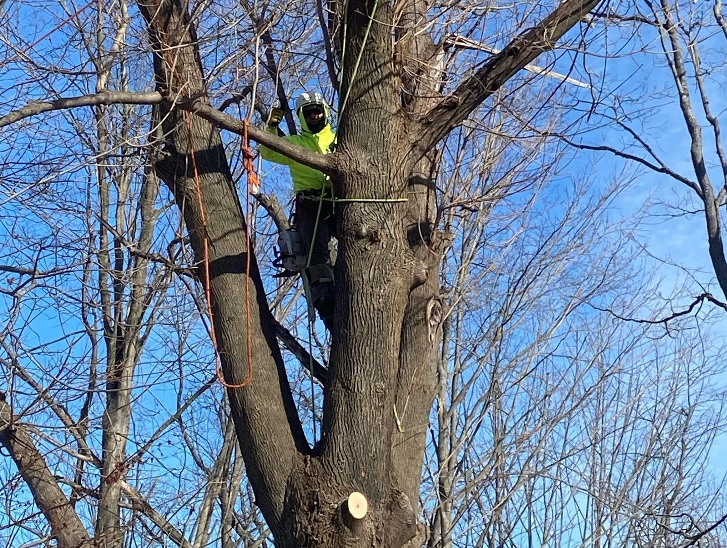 A man is climbing up the side of a tree.