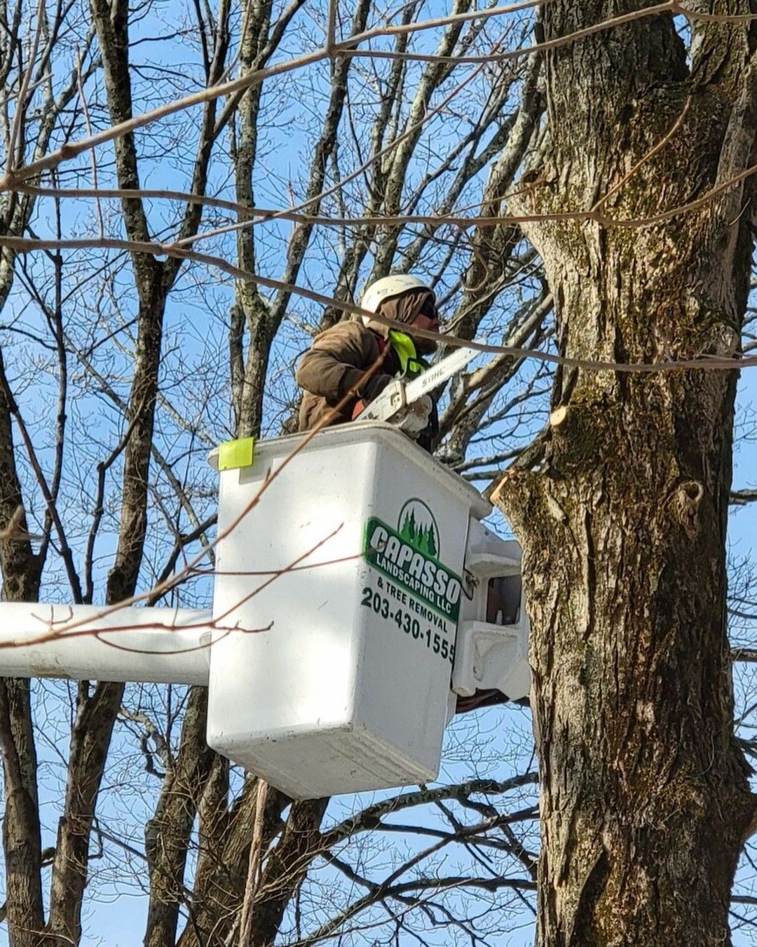 A man in a bucket is cutting a tree.