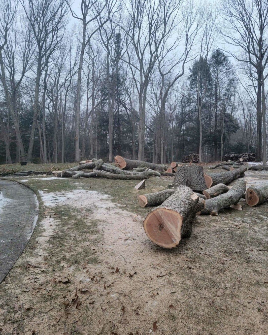 A pile of logs laying on the ground in a forest.