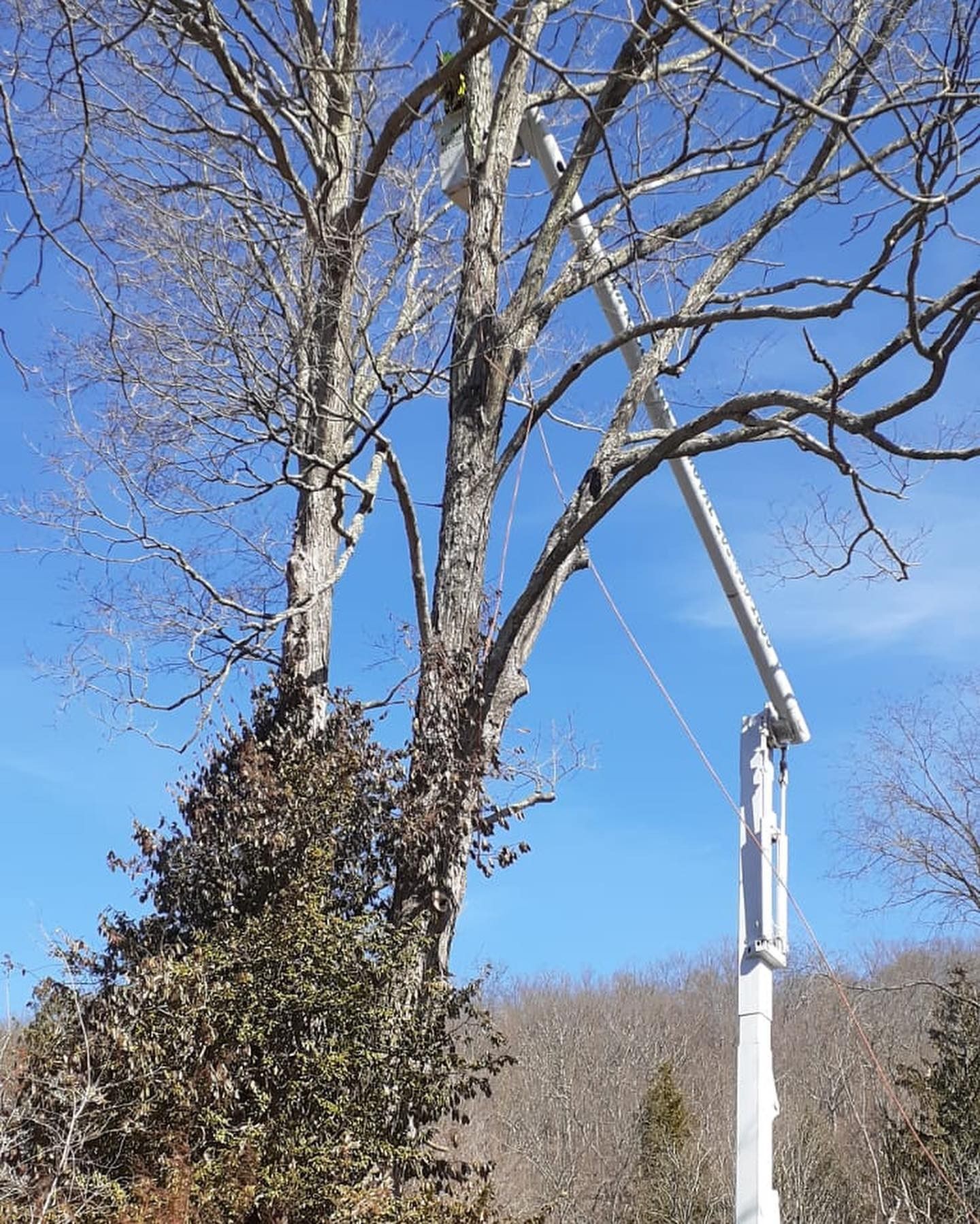 A tree is being cut down by a crane on a sunny day
