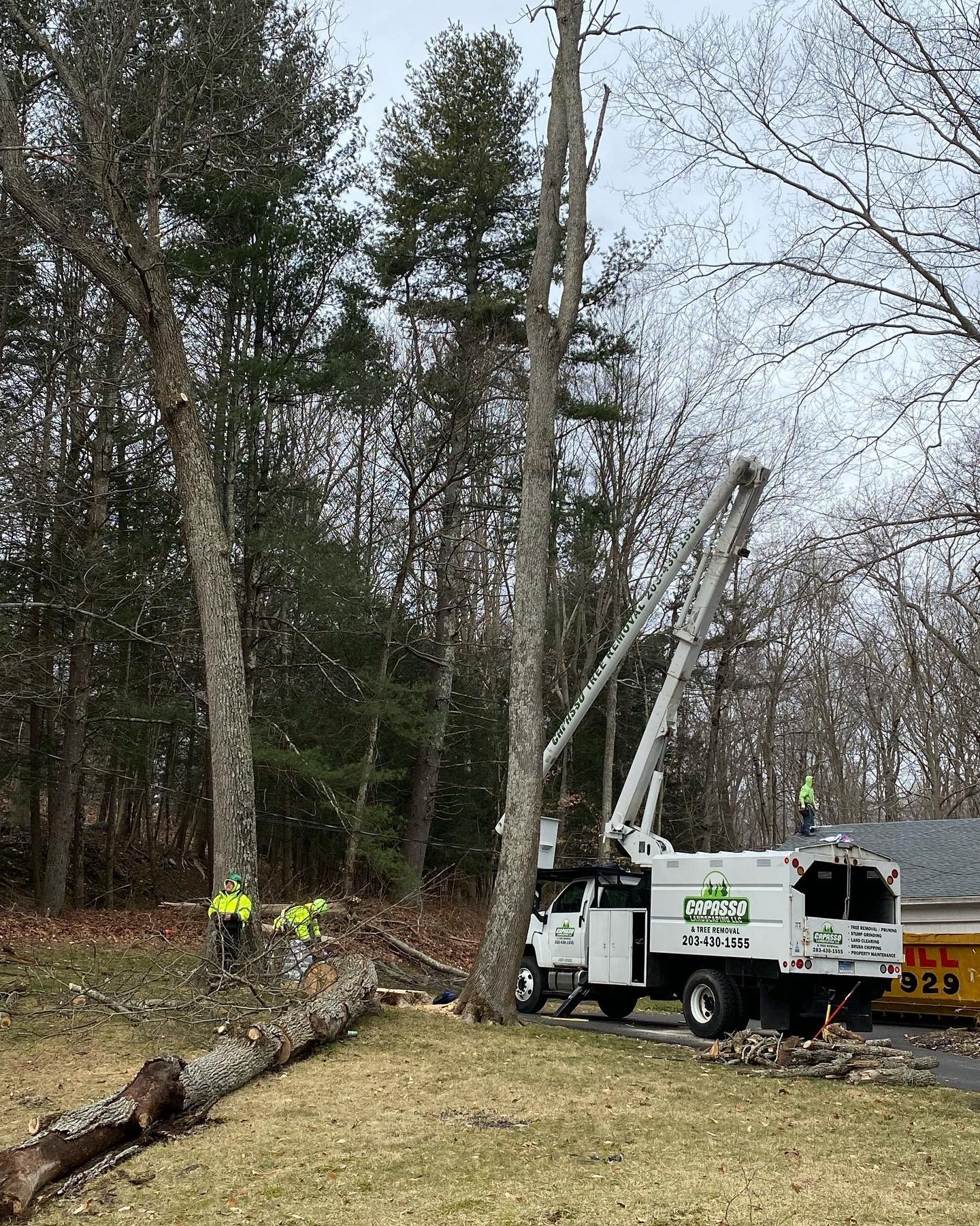 A white truck with a crane attached to it is cutting a tree.