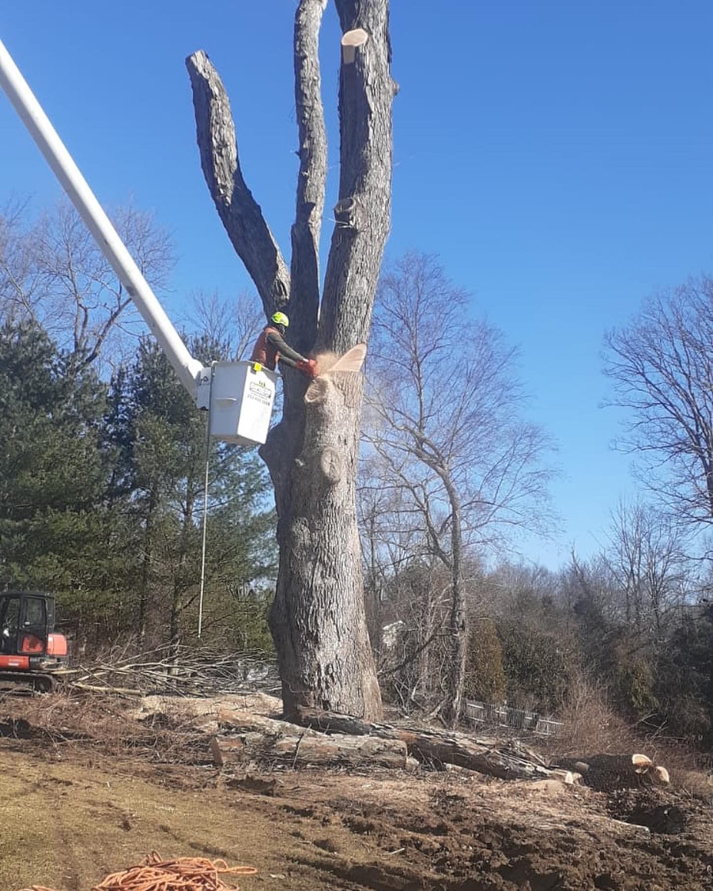 A man is climbing a tree with a crane in the background.