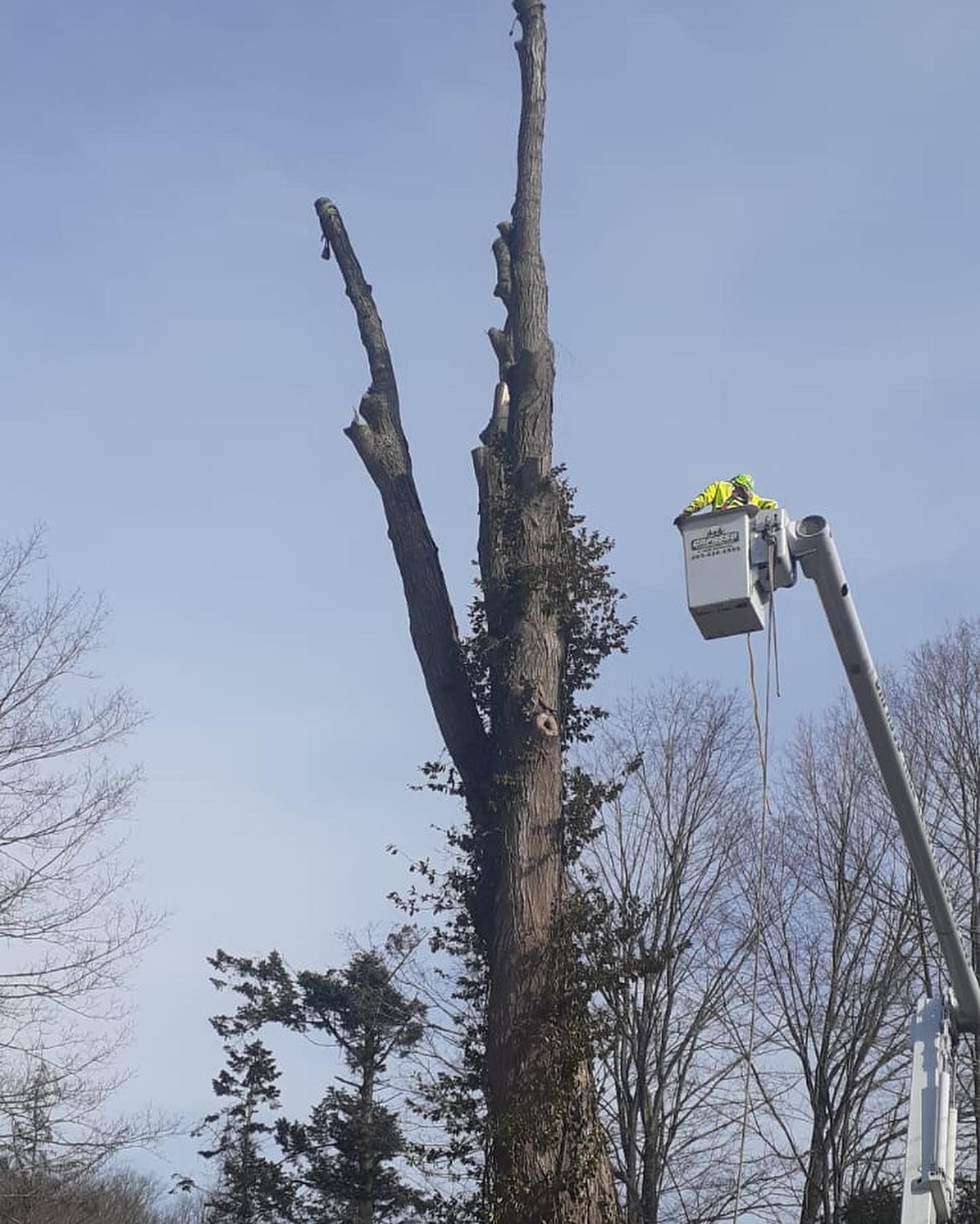A man in a bucket is cutting a tree