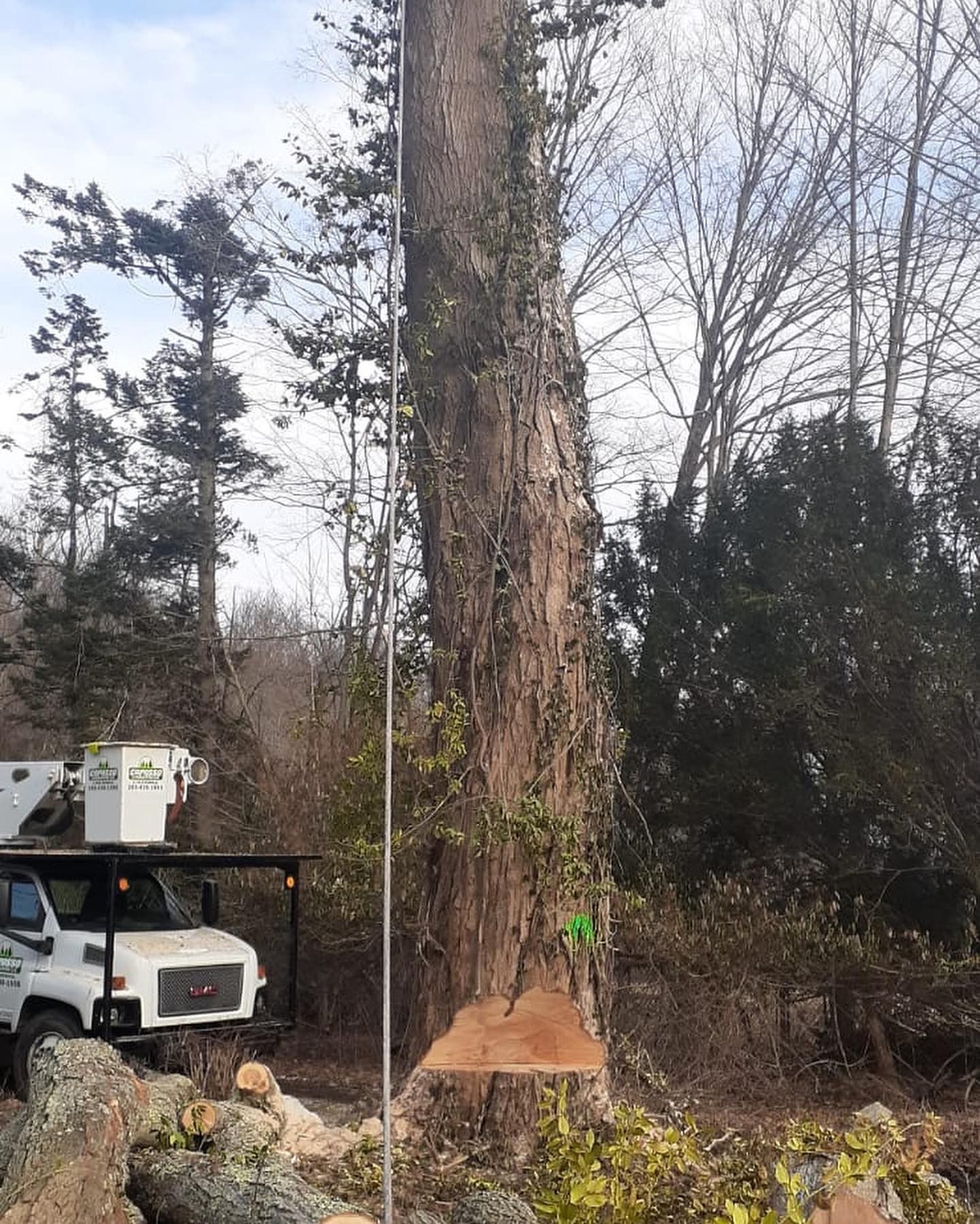 A white truck is parked next to a large tree.