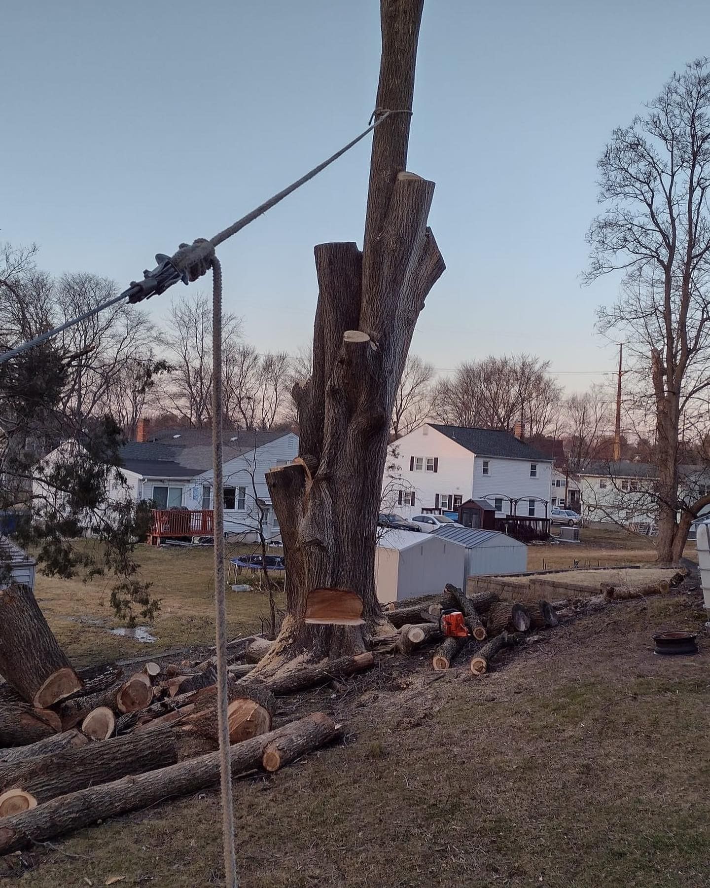 A tree is being cut down in a yard with houses in the background