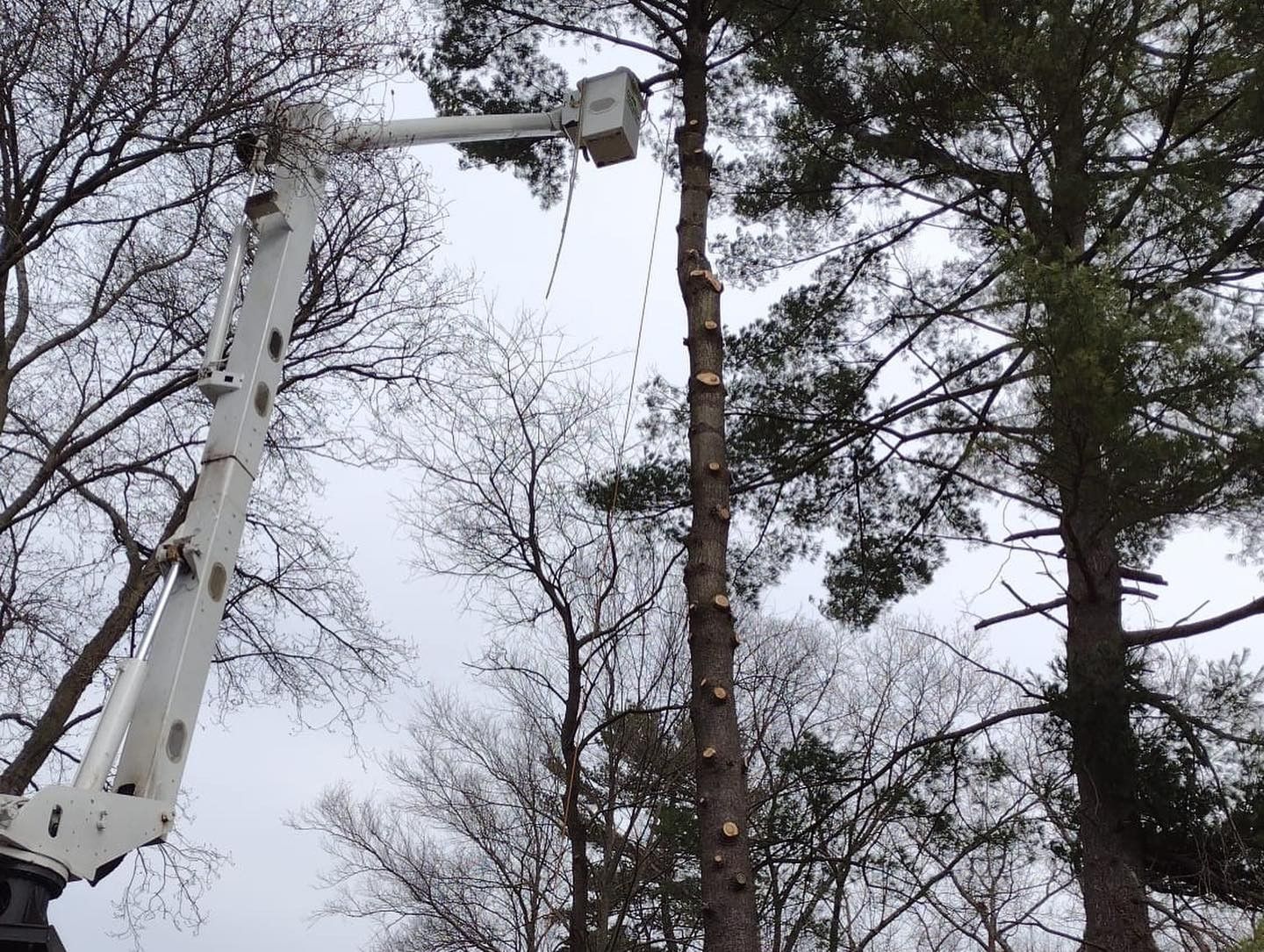 A crane is cutting a tree in the woods.
