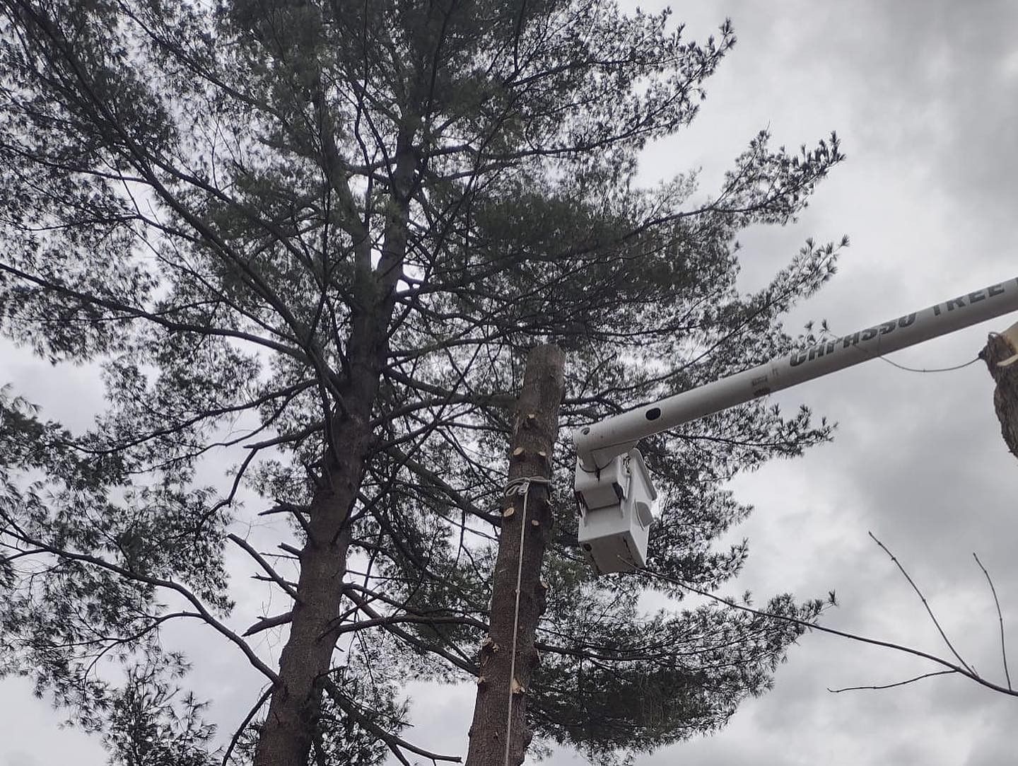 A man in a bucket is cutting a tree
