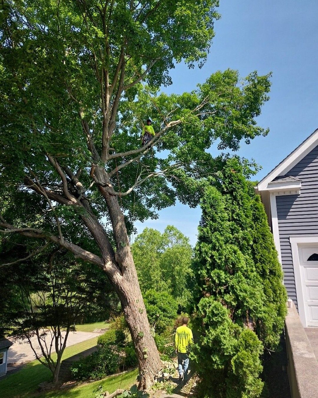 A man in a yellow shirt is standing next to a tree in front of a house.