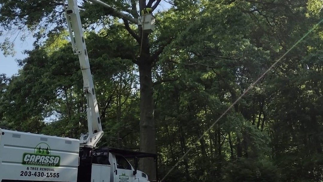 A white truck is cutting a tree with a chainsaw.