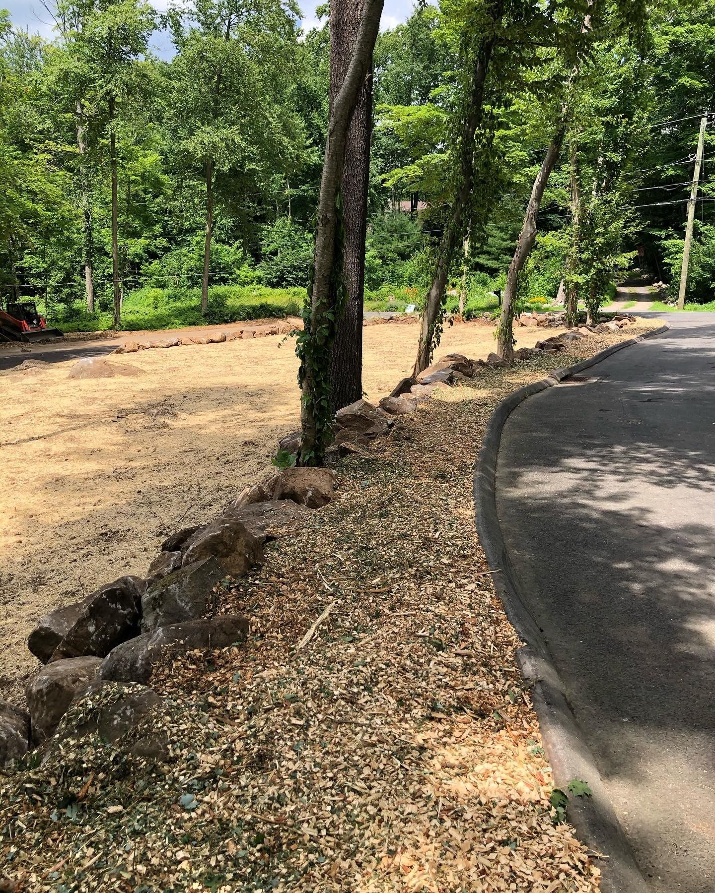 A tree is next to a road.