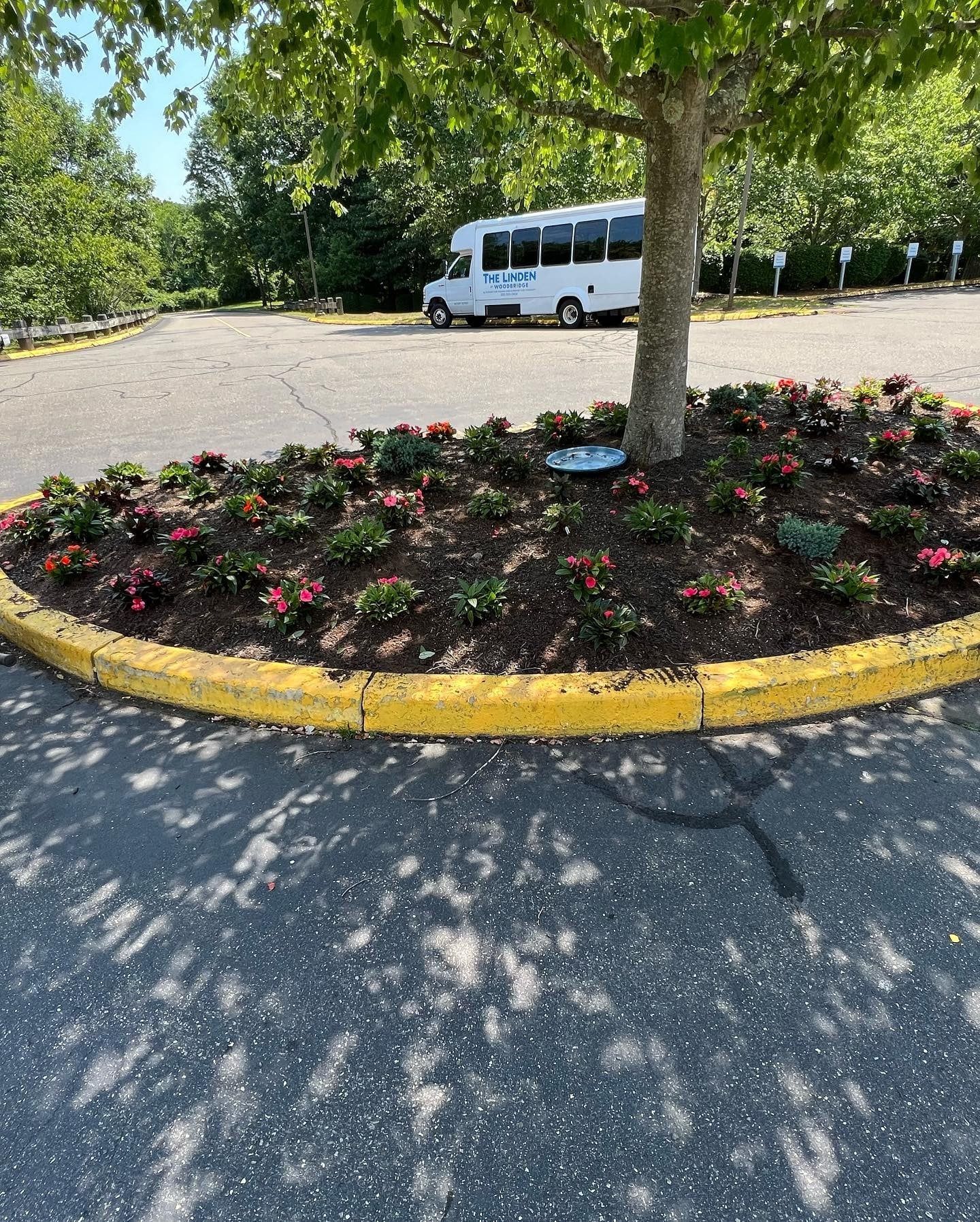 A row of bushes are growing in a garden next to a building.
