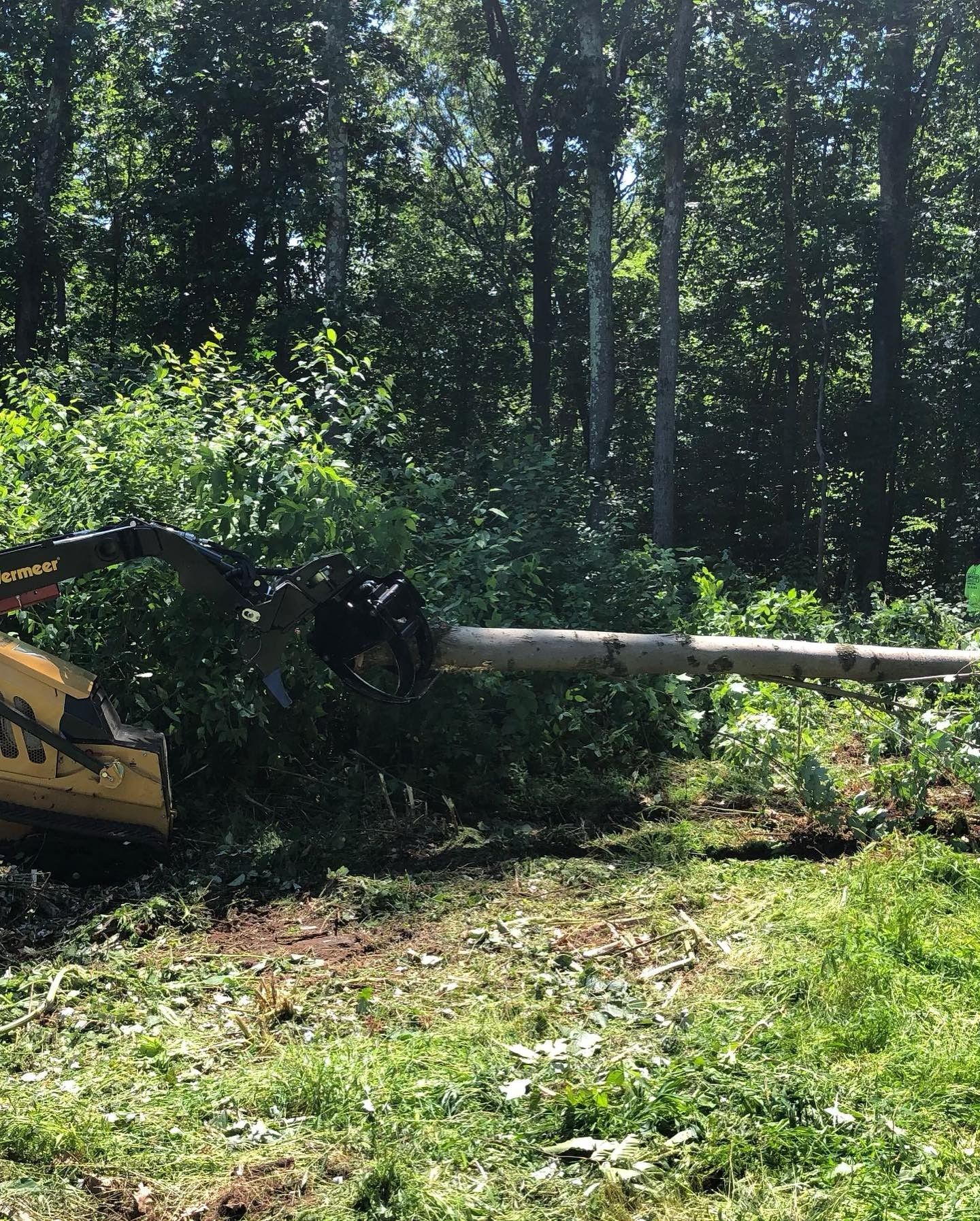 A bulldozer is cutting down a tree in the woods.