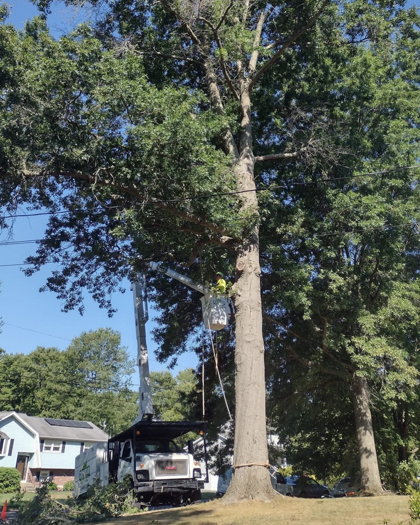 A tree cutting truck is parked next to a large tree.