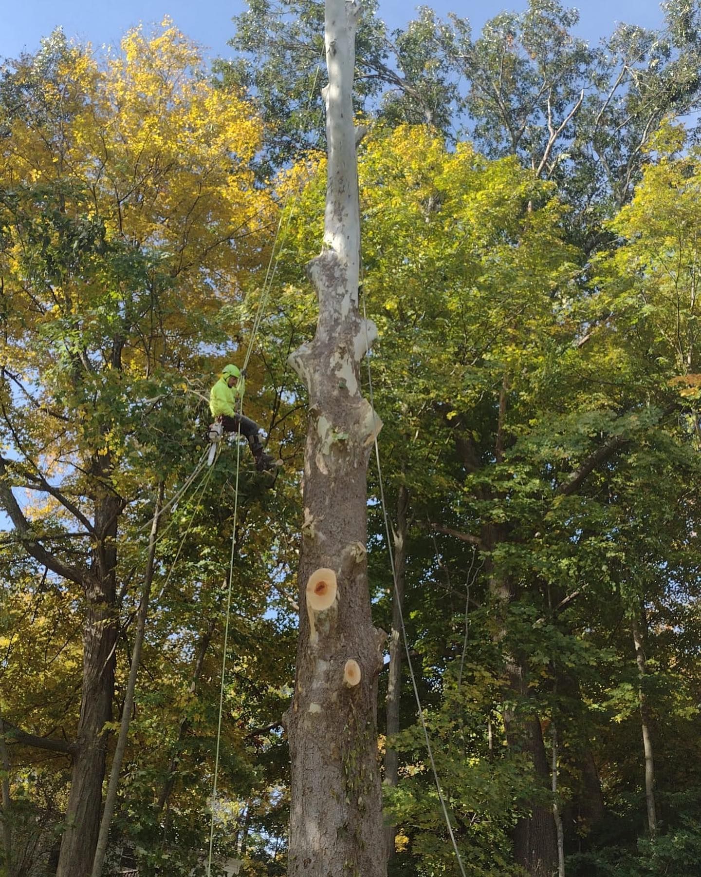 A man is climbing a tree in the woods.