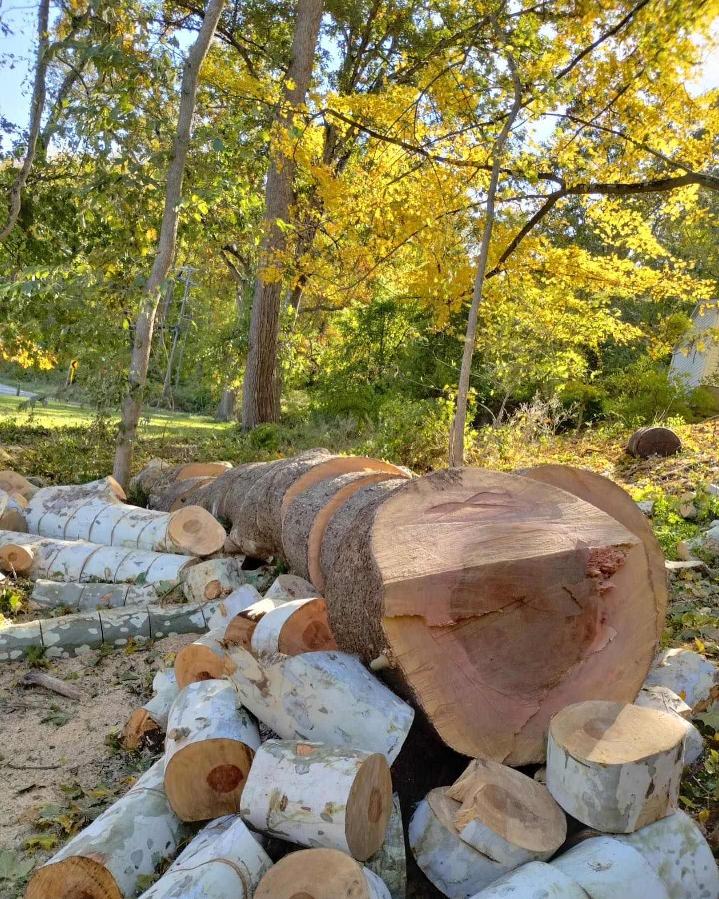 A pile of logs sitting on top of each other in the woods.
