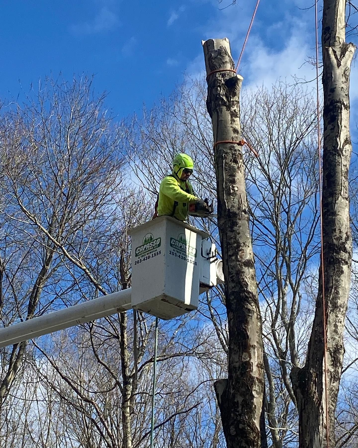 A man in a bucket is cutting down a tree.