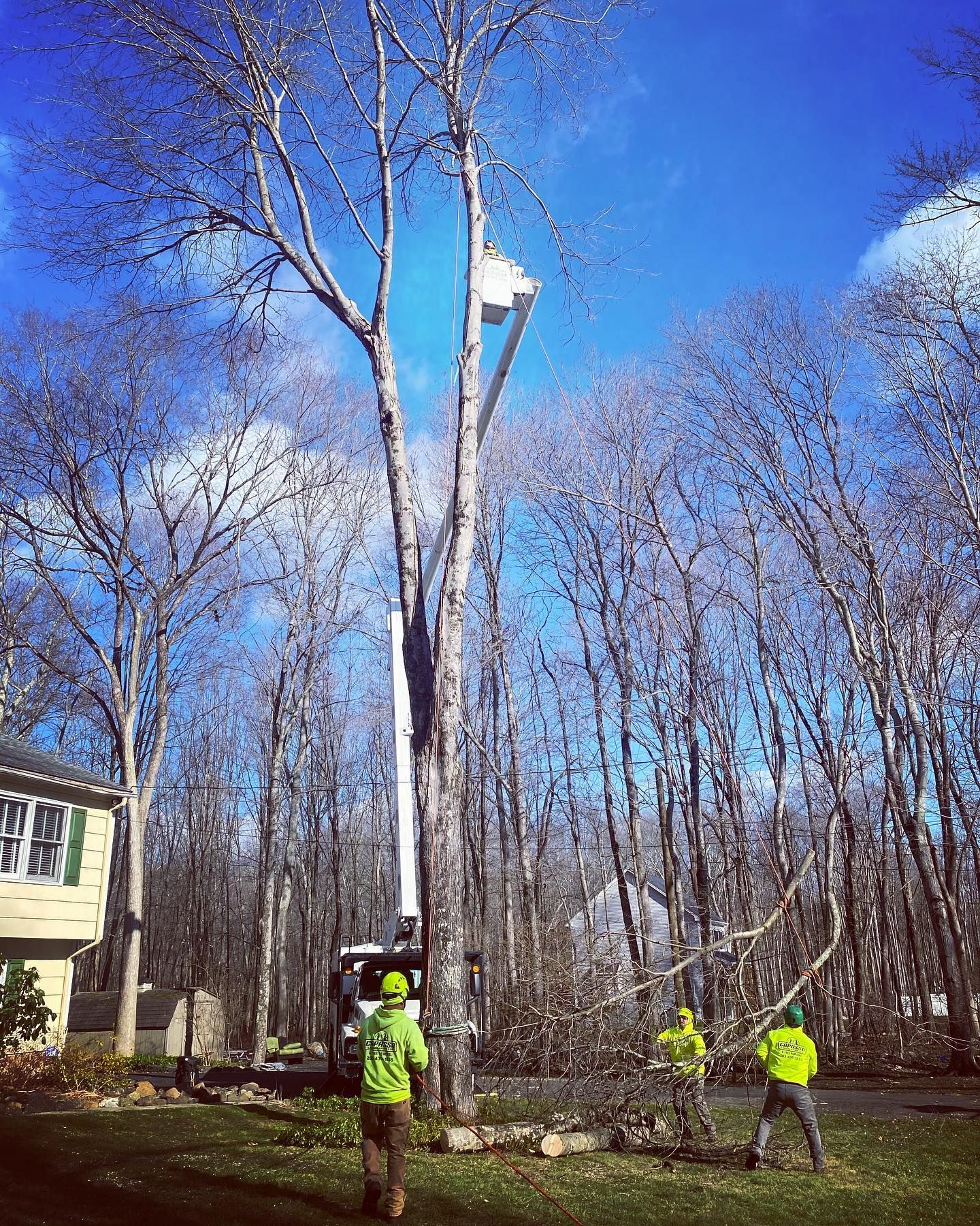 A group of men are cutting a tree with a crane.
