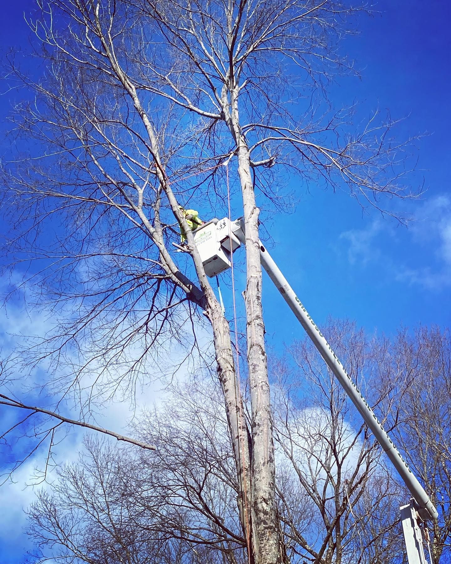 A man in a bucket is cutting a tree.