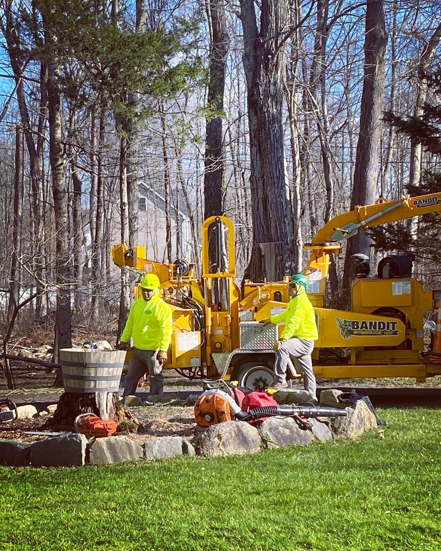 A group of men are working on a tree in a yard.