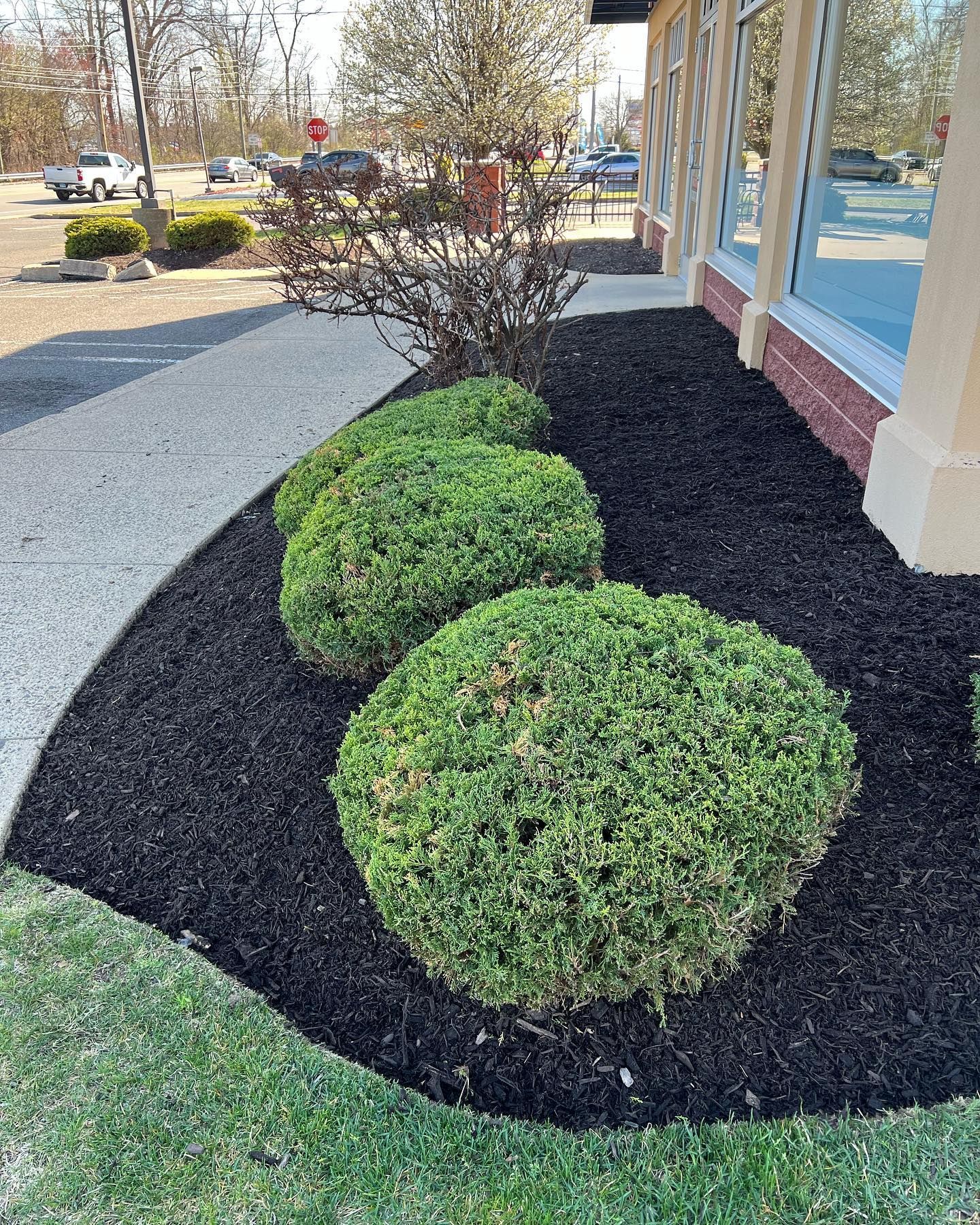 A white bus is parked in a parking lot next to a tree and flowers.