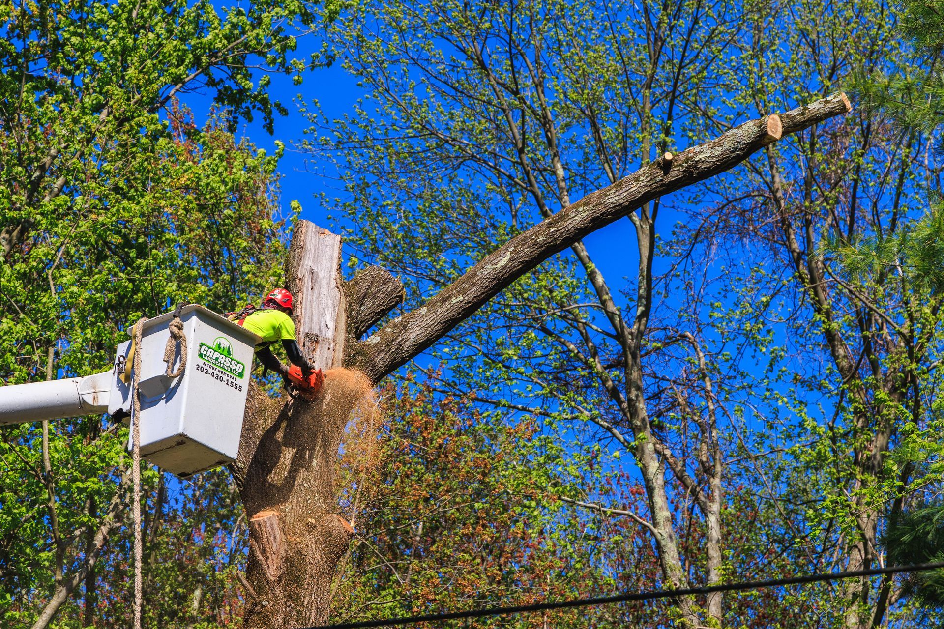 The Importance of Professional Tree Removal for Your Property's Safety