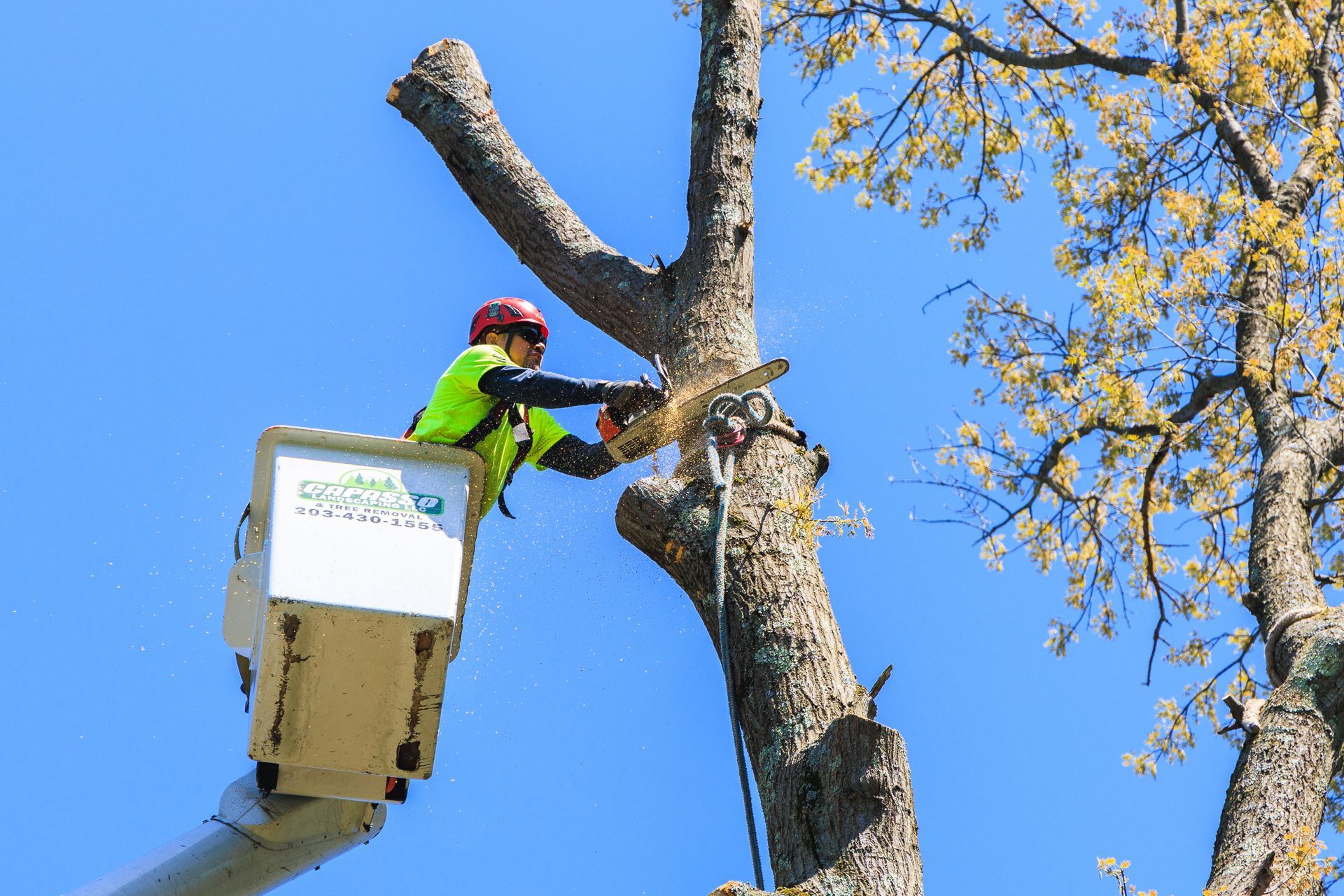 DIY vs. Professional Tree Removal: What’s Best for Your Property?