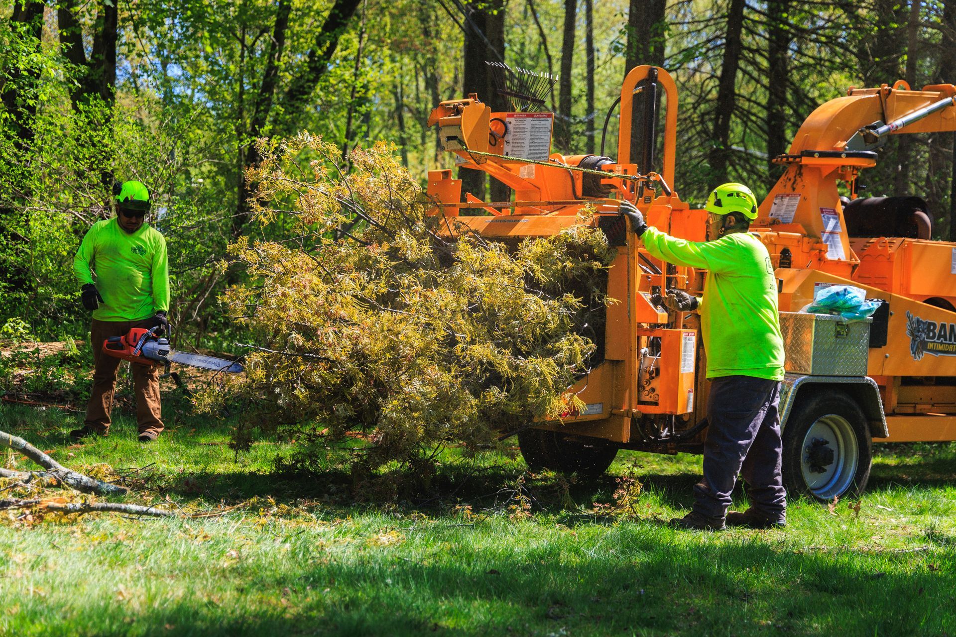 The Environmental Benefits of Stump Grinding and Tree Removal