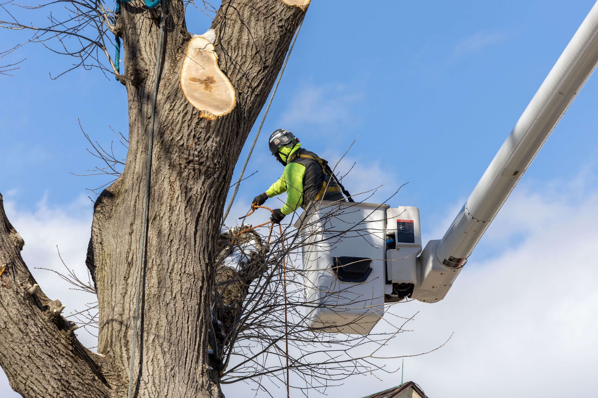 Is Your Tree Dead? Here's How to Find Out