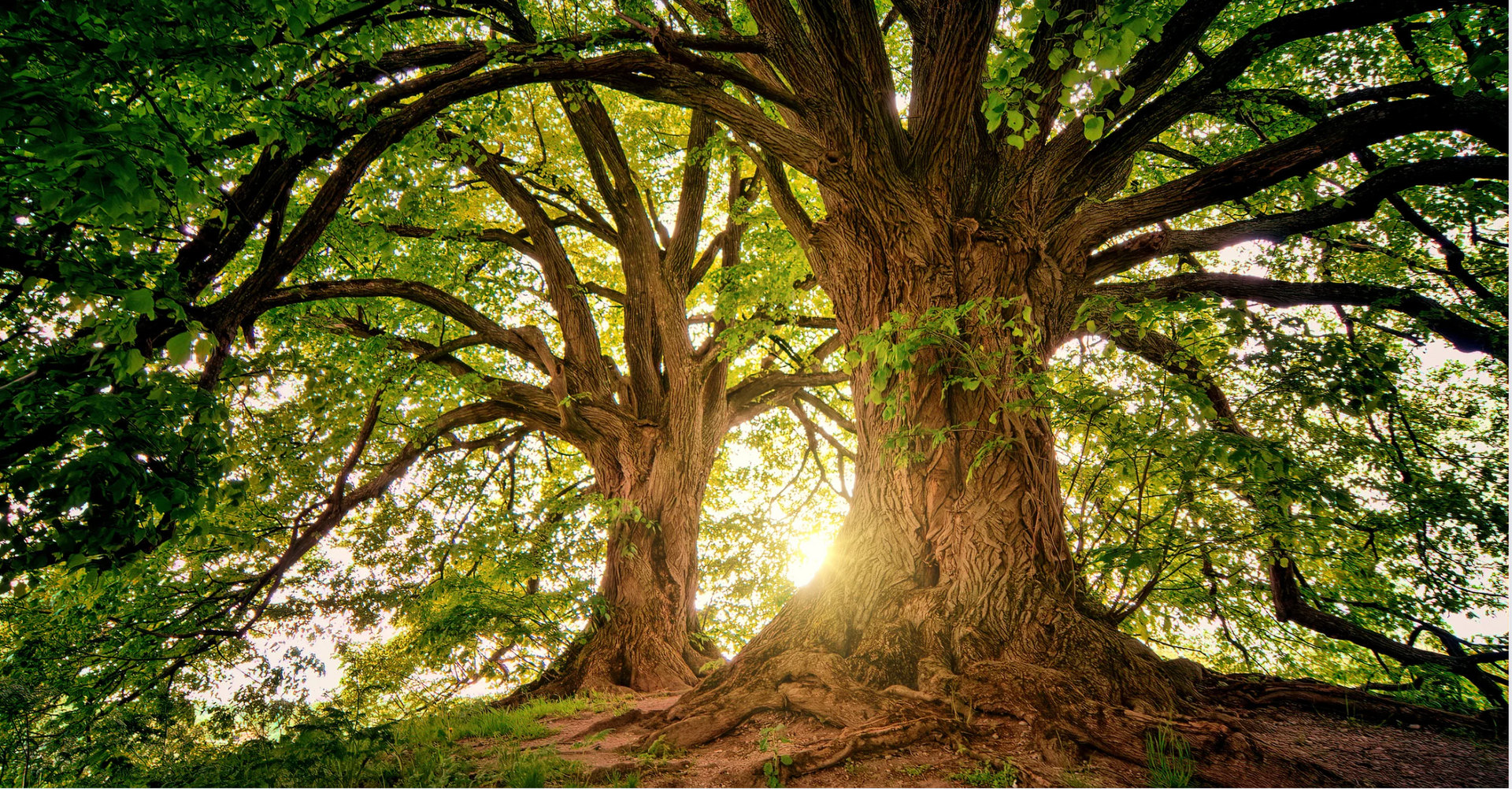 Is Your Tree Dead? Here's How to Find Out