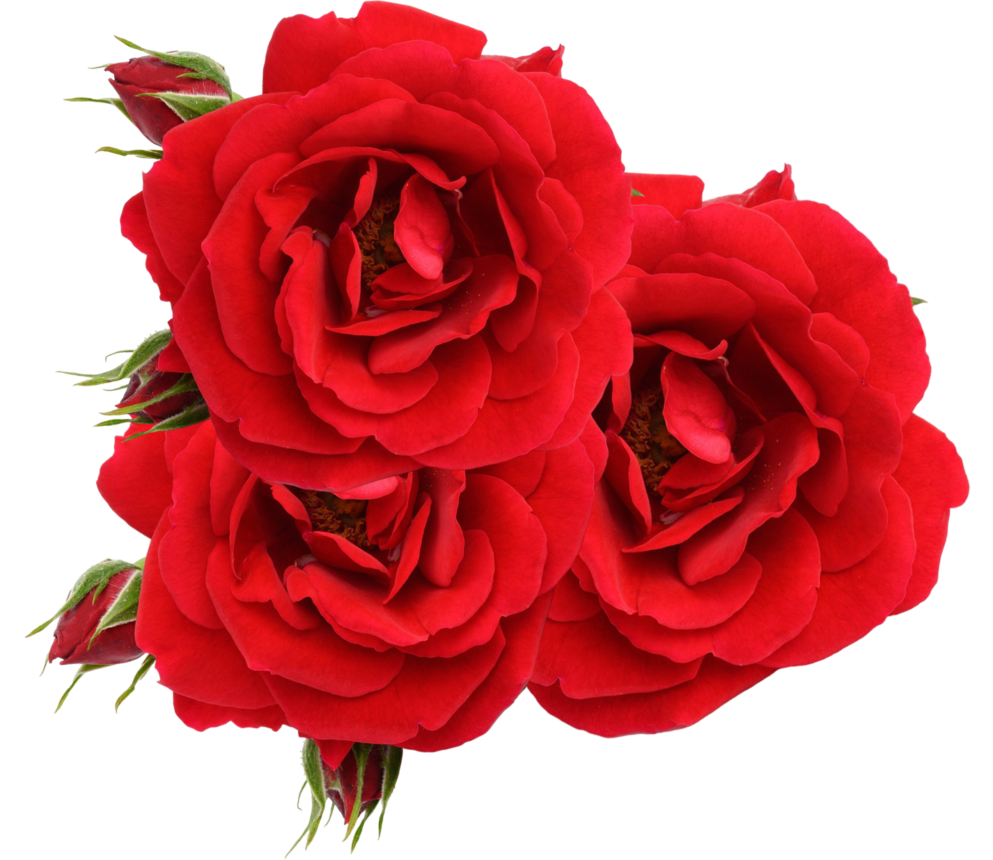 Red roses with several buds in a cluster.