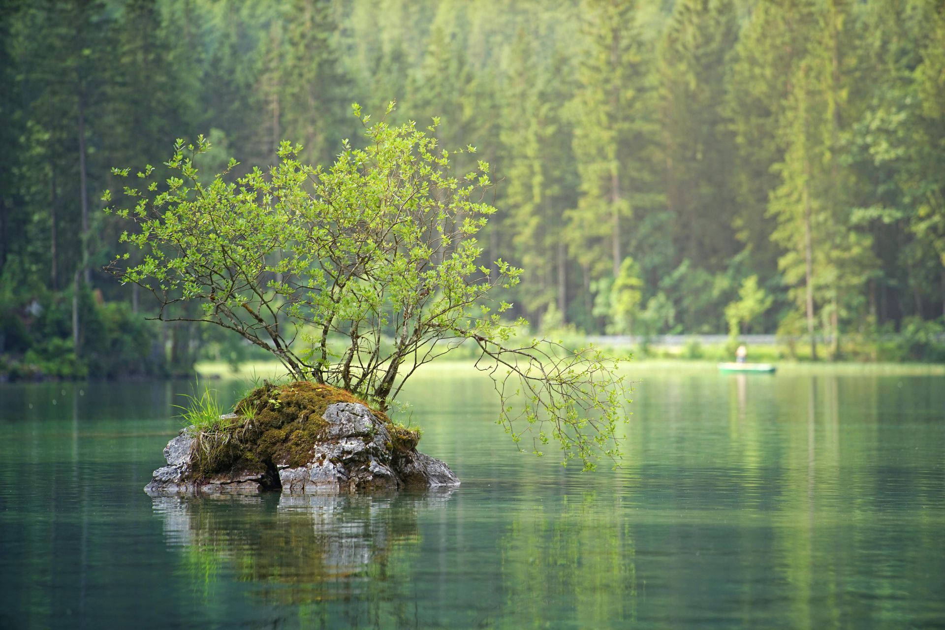 Small island with tree in calm lake; green forest in background.