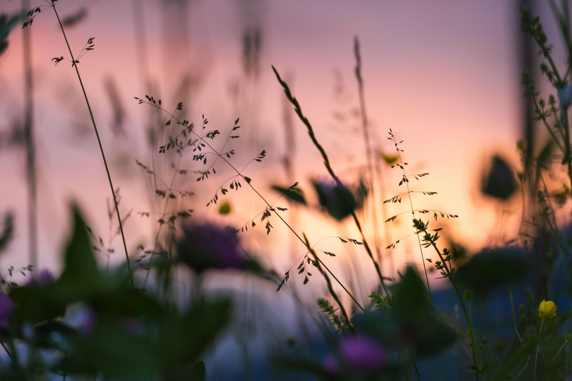 Silhouette of wildflowers and grass against a pink and orange sunset.