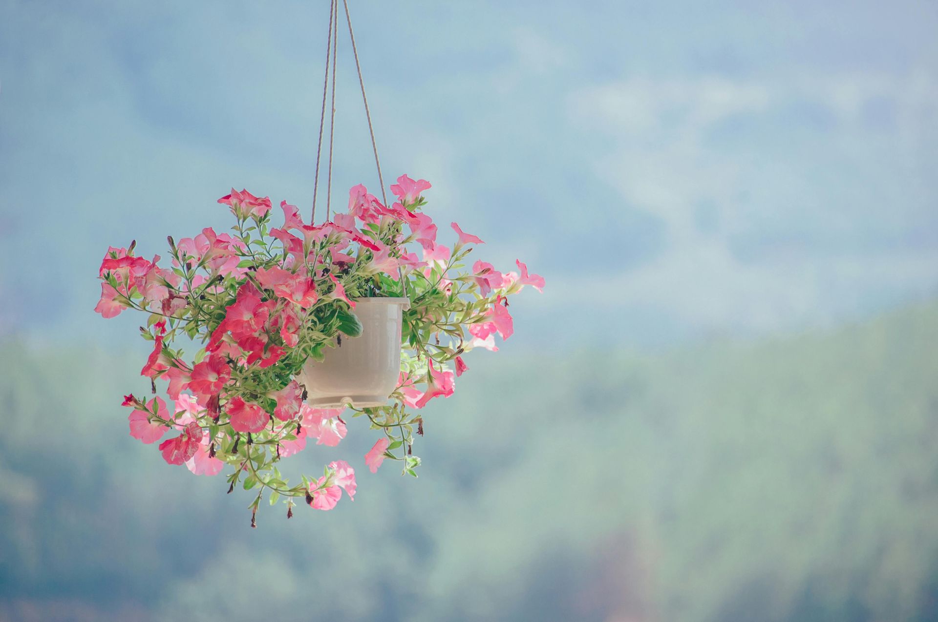 Hanging basket of pink flowers against a blurred blue and green backdrop.