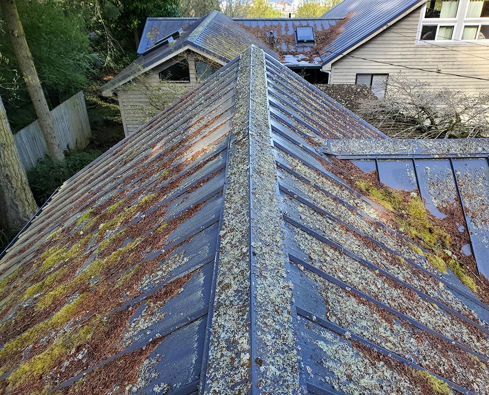 Metal roof covered with moss, on a house in a wooded area.