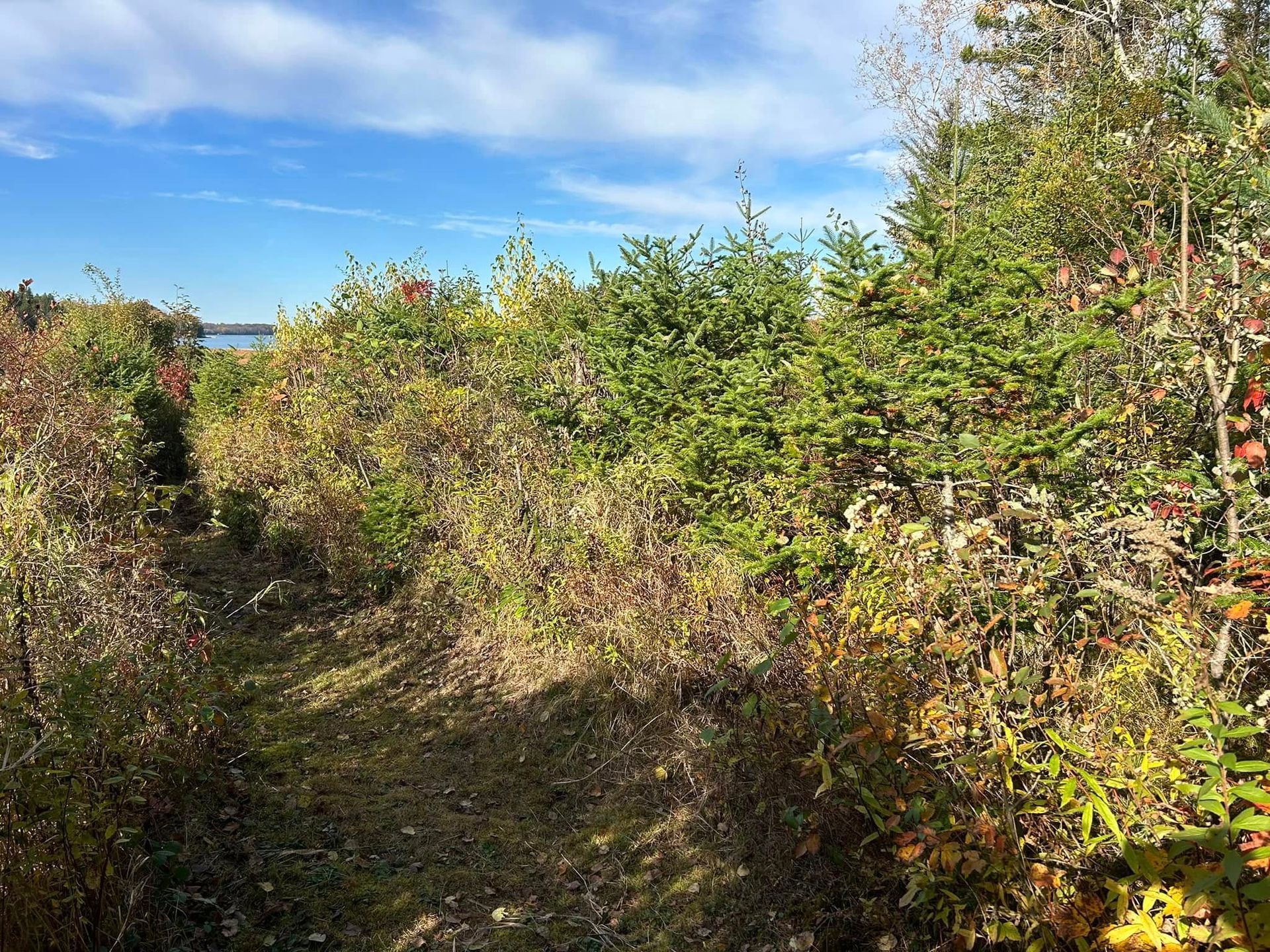 Path through a dense, colorful shrubbery, leading toward a body of water under a partly cloudy blue sky.