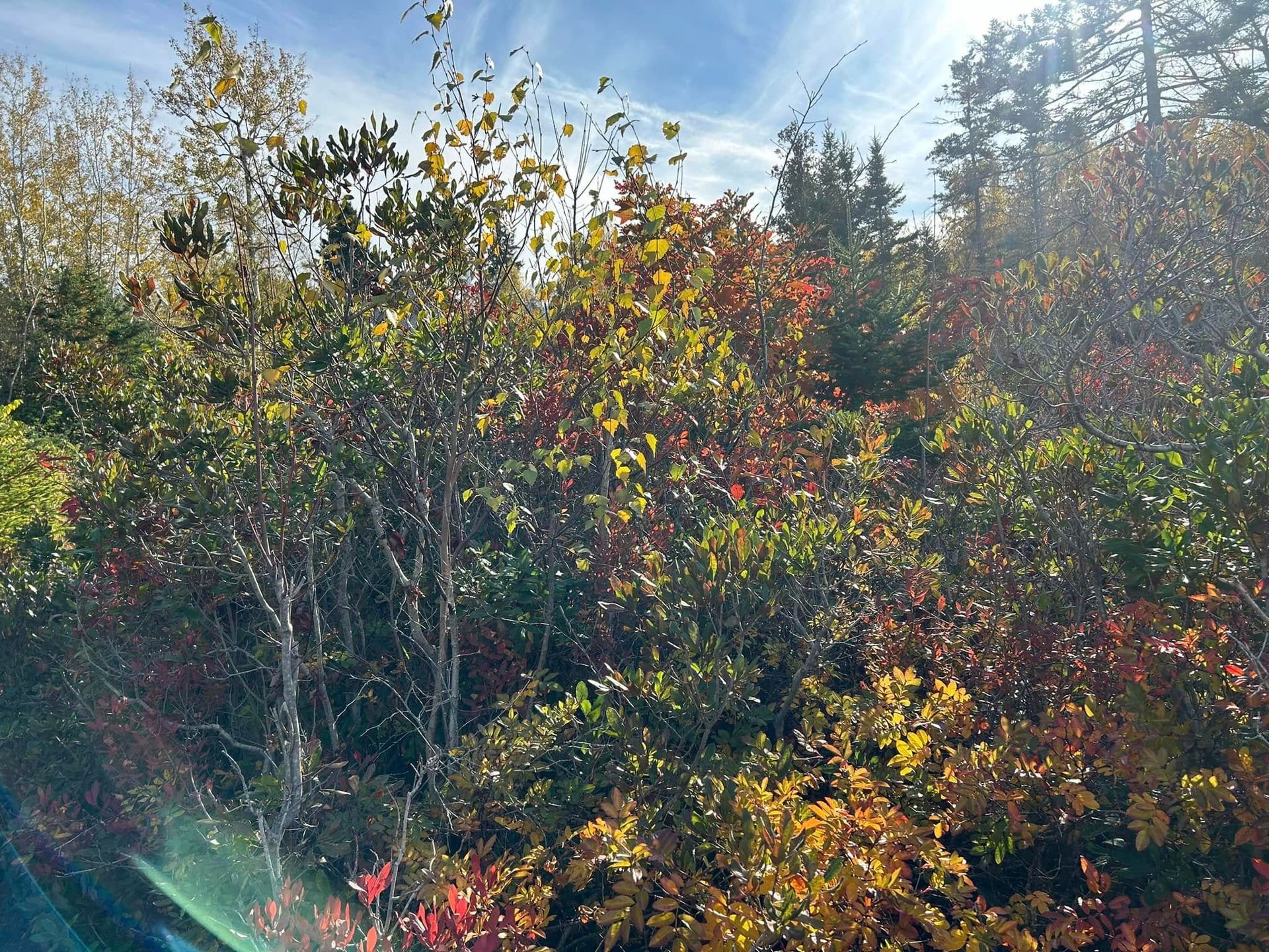 Colorful autumn foliage on a hillside with a blue sky peeking through the trees.