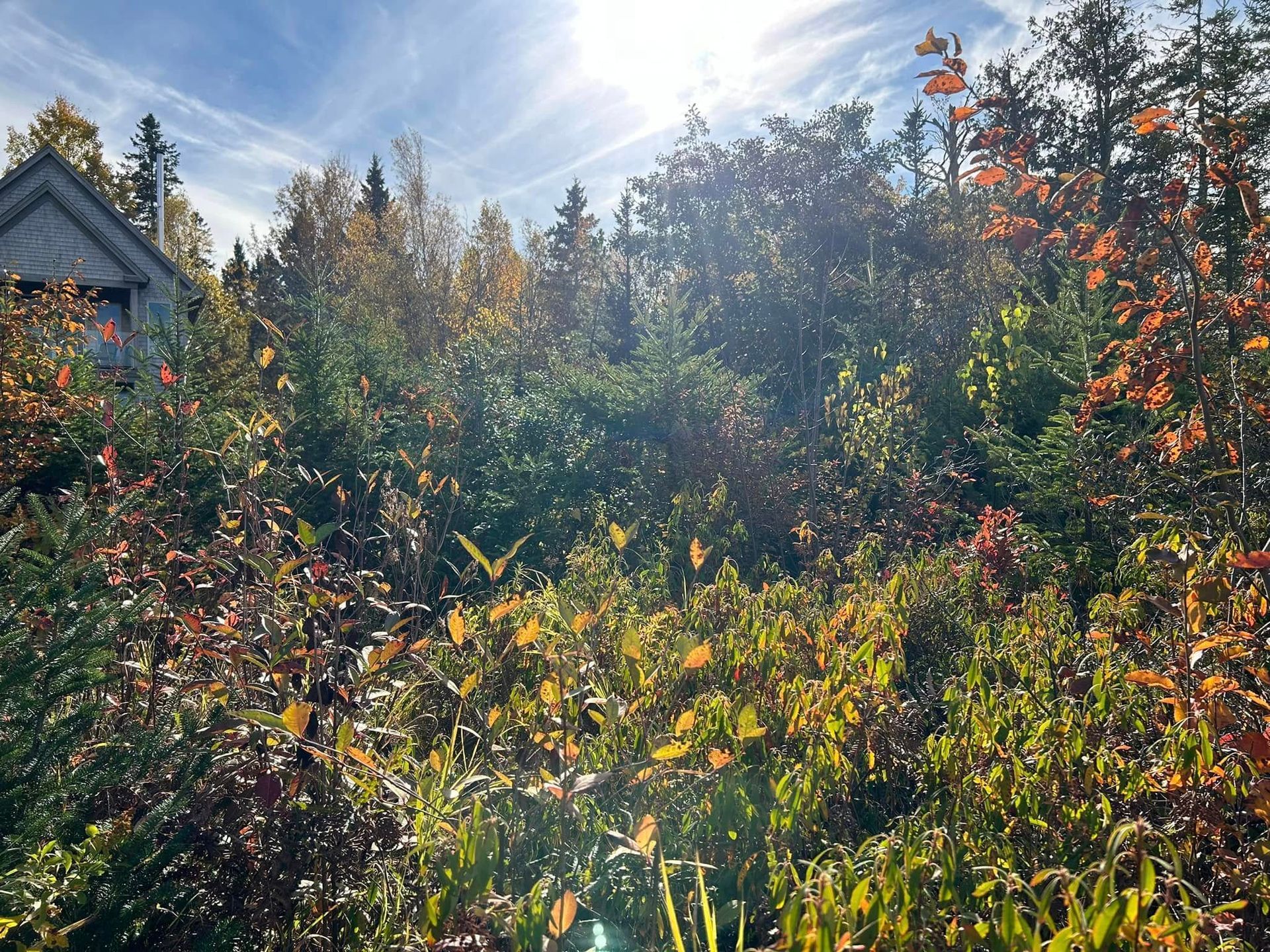 Sunlit forest with fall foliage and a small building.