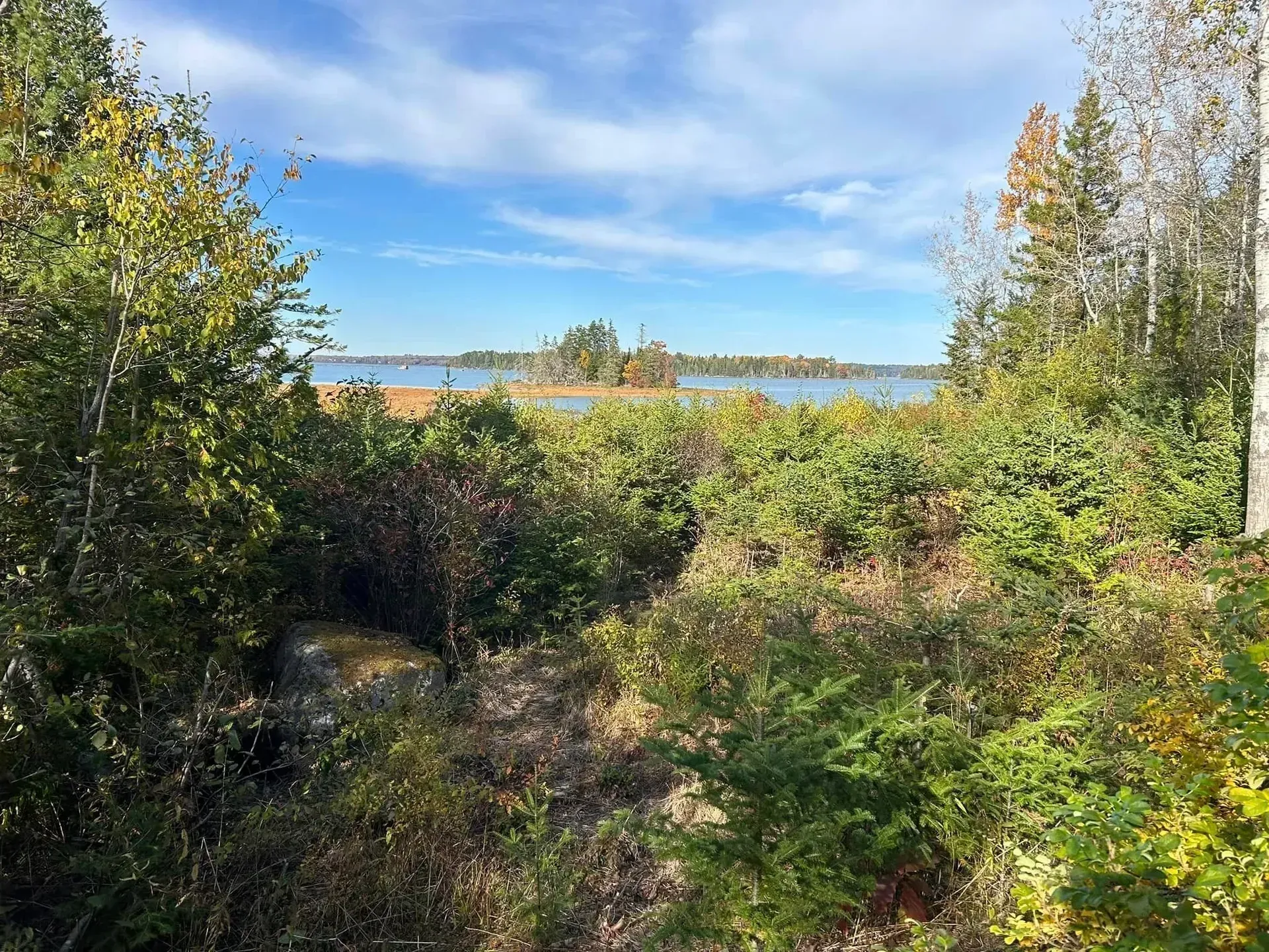 View of a lake through dense green and brown foliage, under a partly cloudy blue sky.