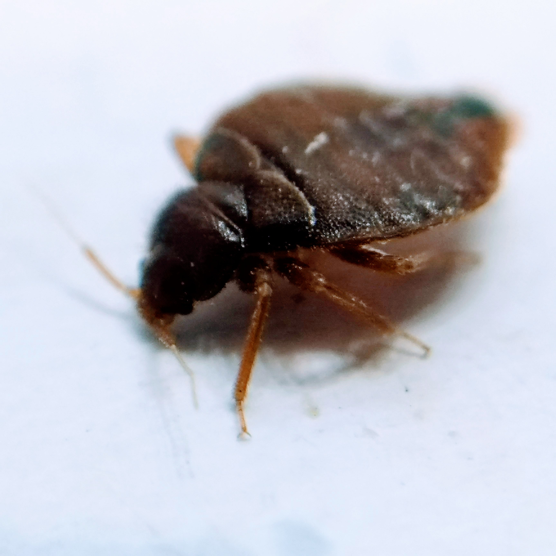 Fumigacion de chinches