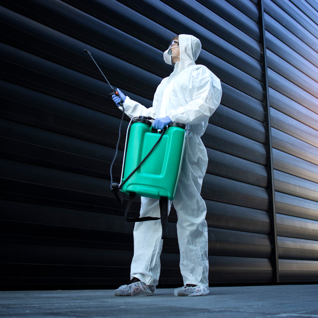 Fumigacion de alacranes