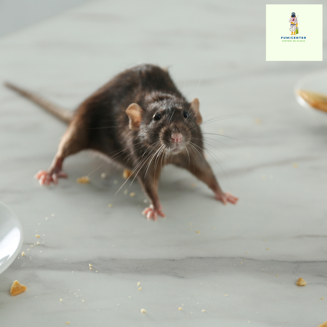 control de ratas