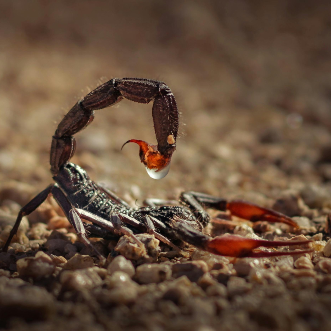 Fumigacion de alacranes